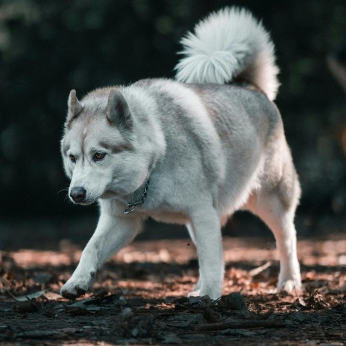 Alaskan Malamute – The Wolf-Like Powerhouse