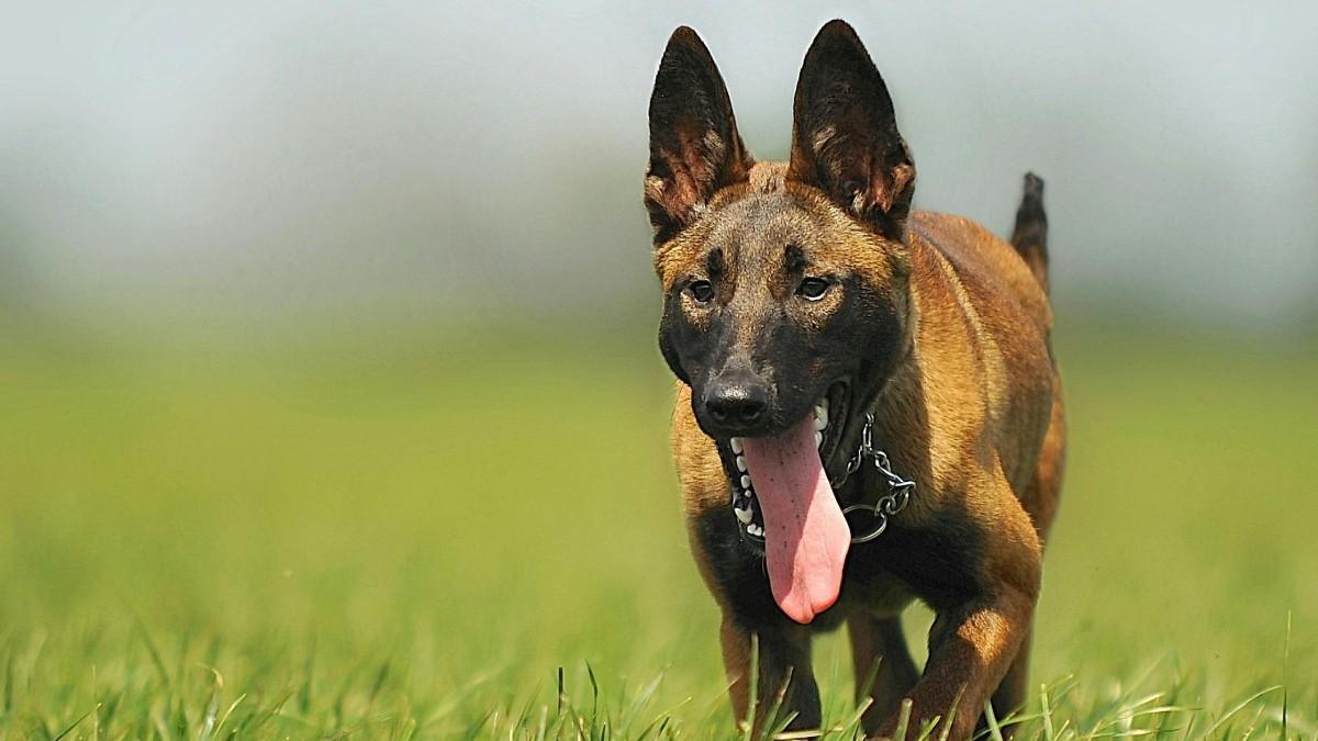 Best Dog Breeds Similar to German Shepherds