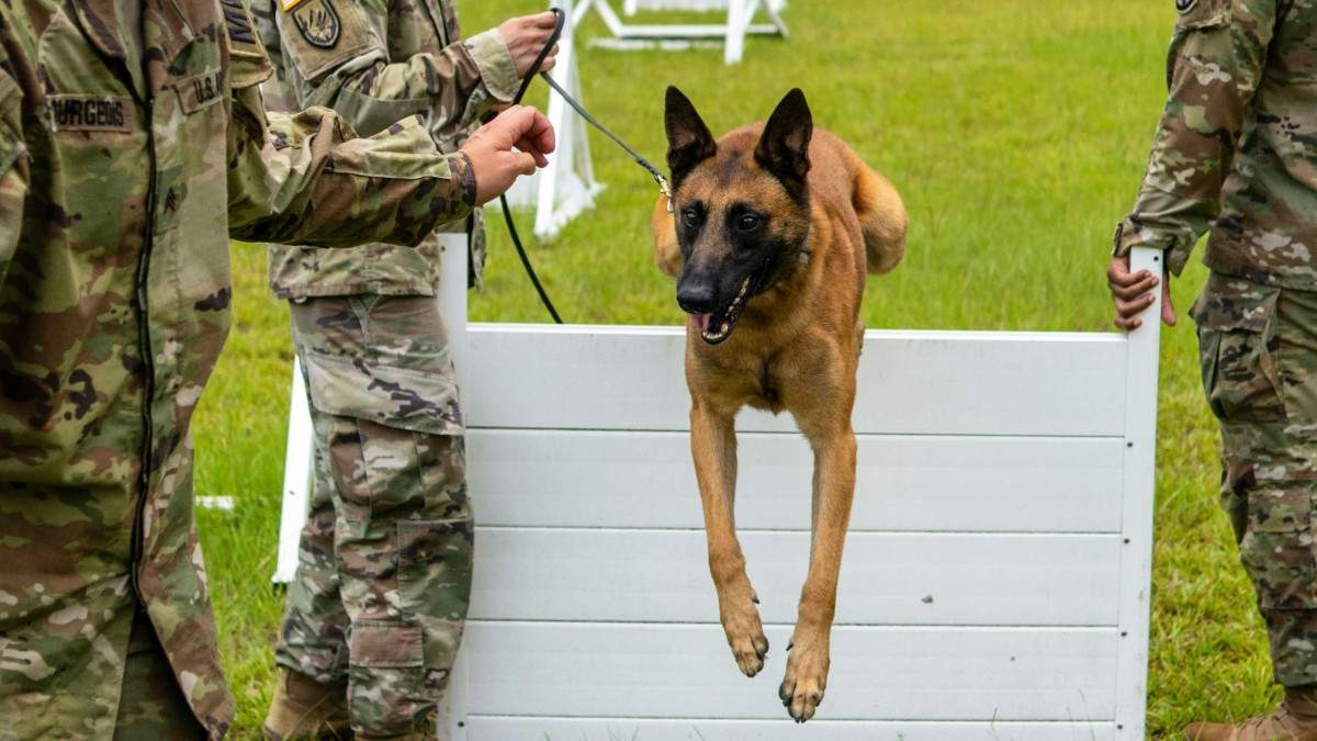 K9 Police Dog Training