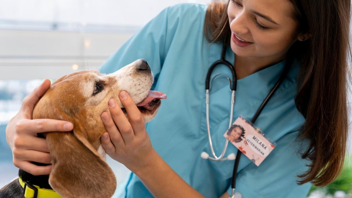 How to Spot Early Signs of Illness in Your Dog