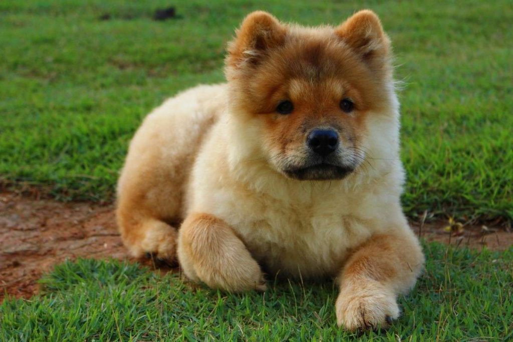 Chow Chow: The Fluffy Lion Dog