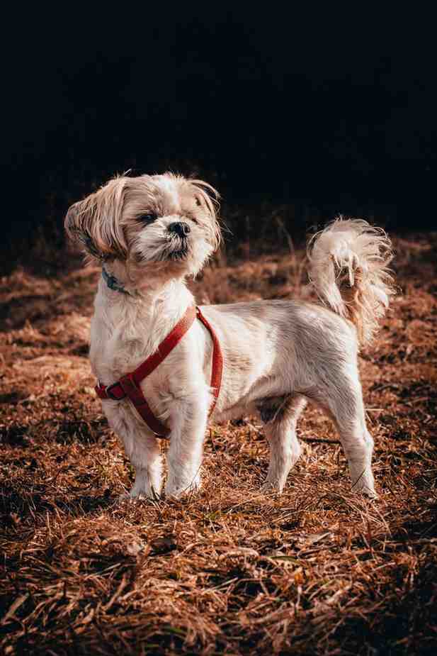 Shih Tzu: The Royal Companion