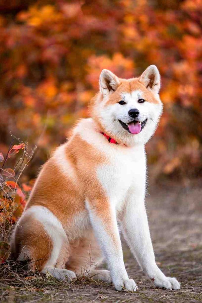 Akita: The Loyal Guardian