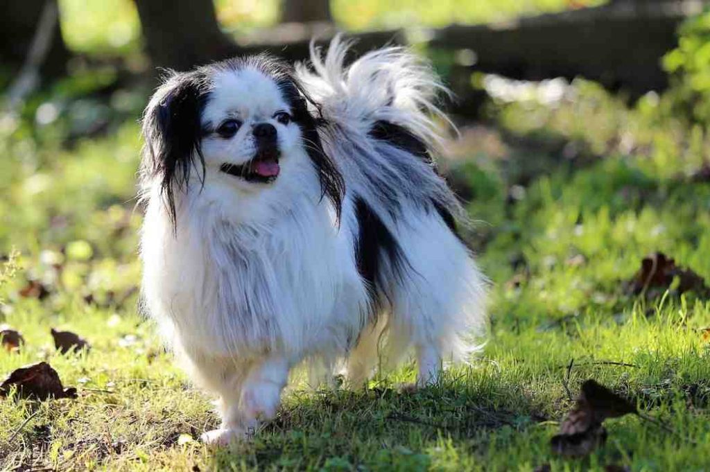 Japanese Chin: The Elegant Lap Dog