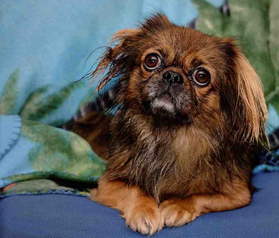 Pekingese: The Imperial Companion