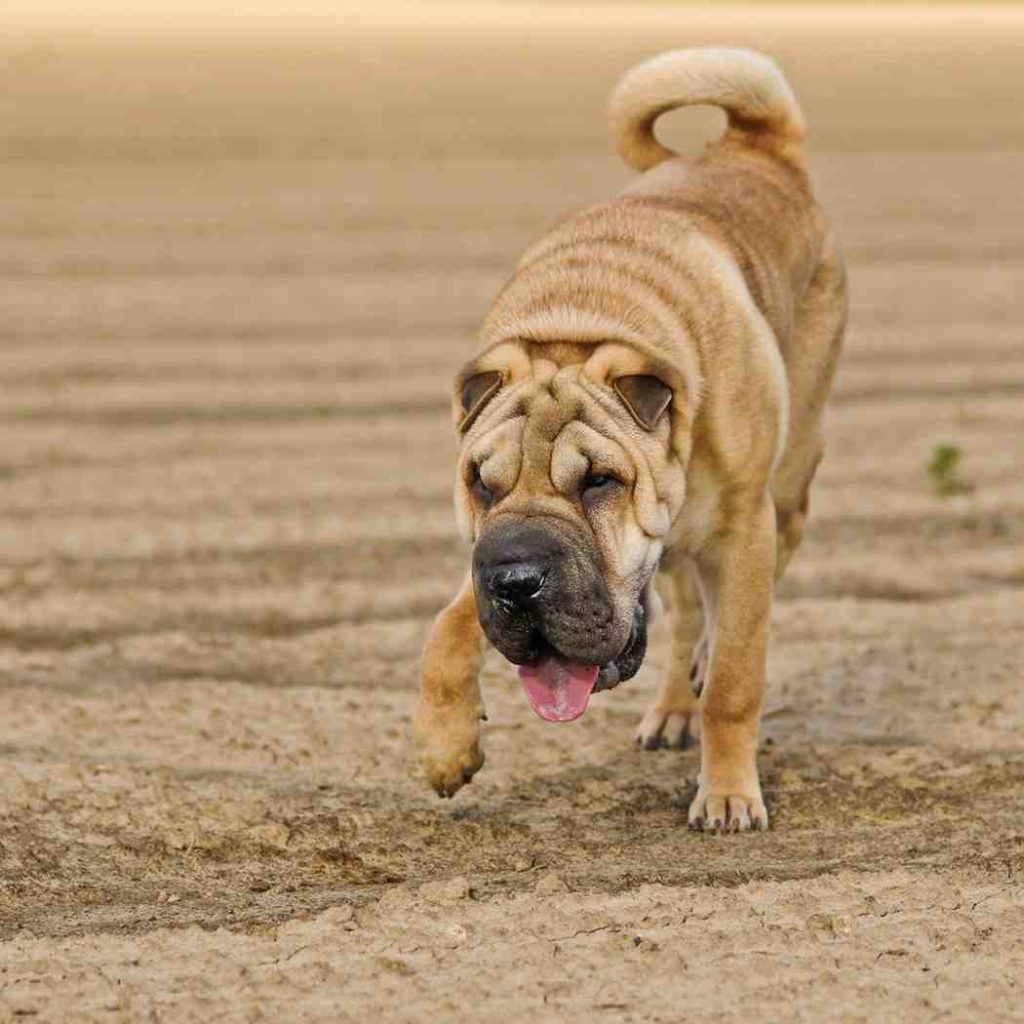 Shar-Pei: The Wrinkled Wonder