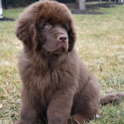 Tibetan Mastiff: The Majestic Protector