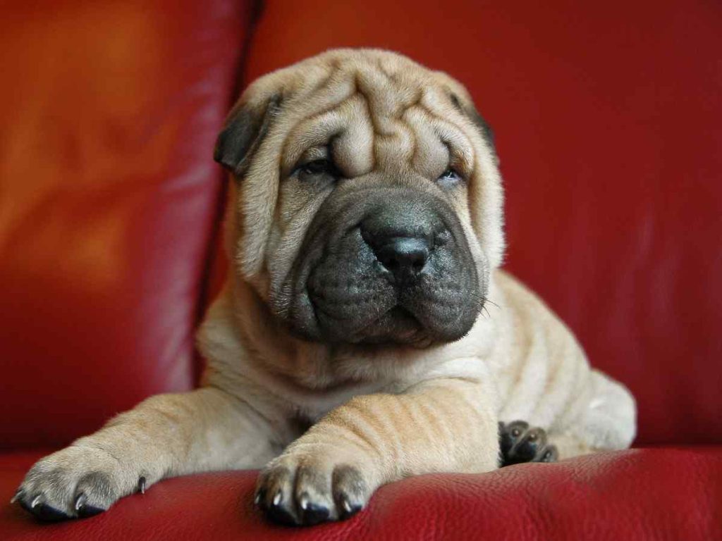 Wrinkly Dog Breeds