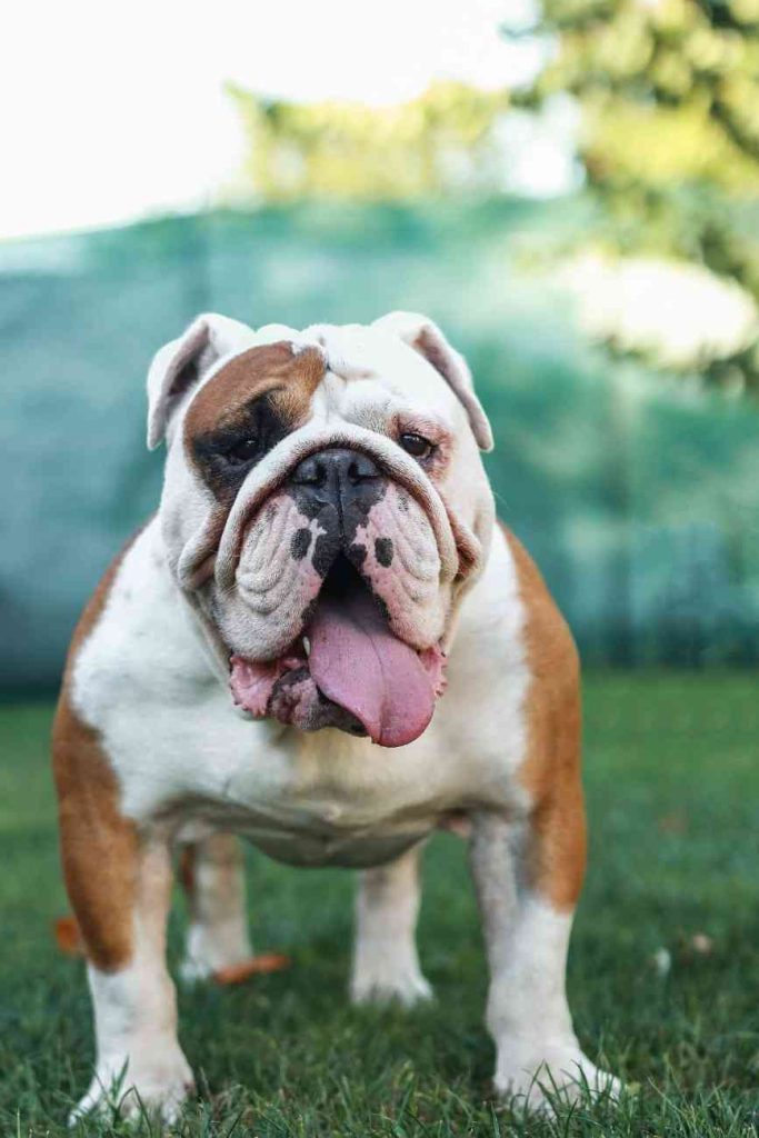 Wrinkly Dog Breeds