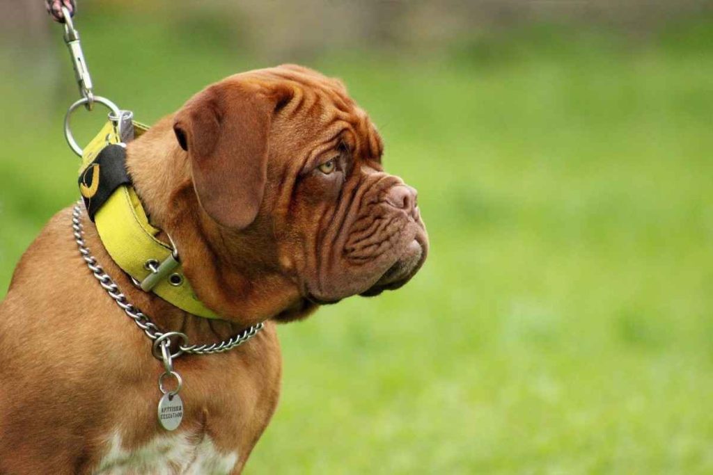 Wrinkly Dog Breeds