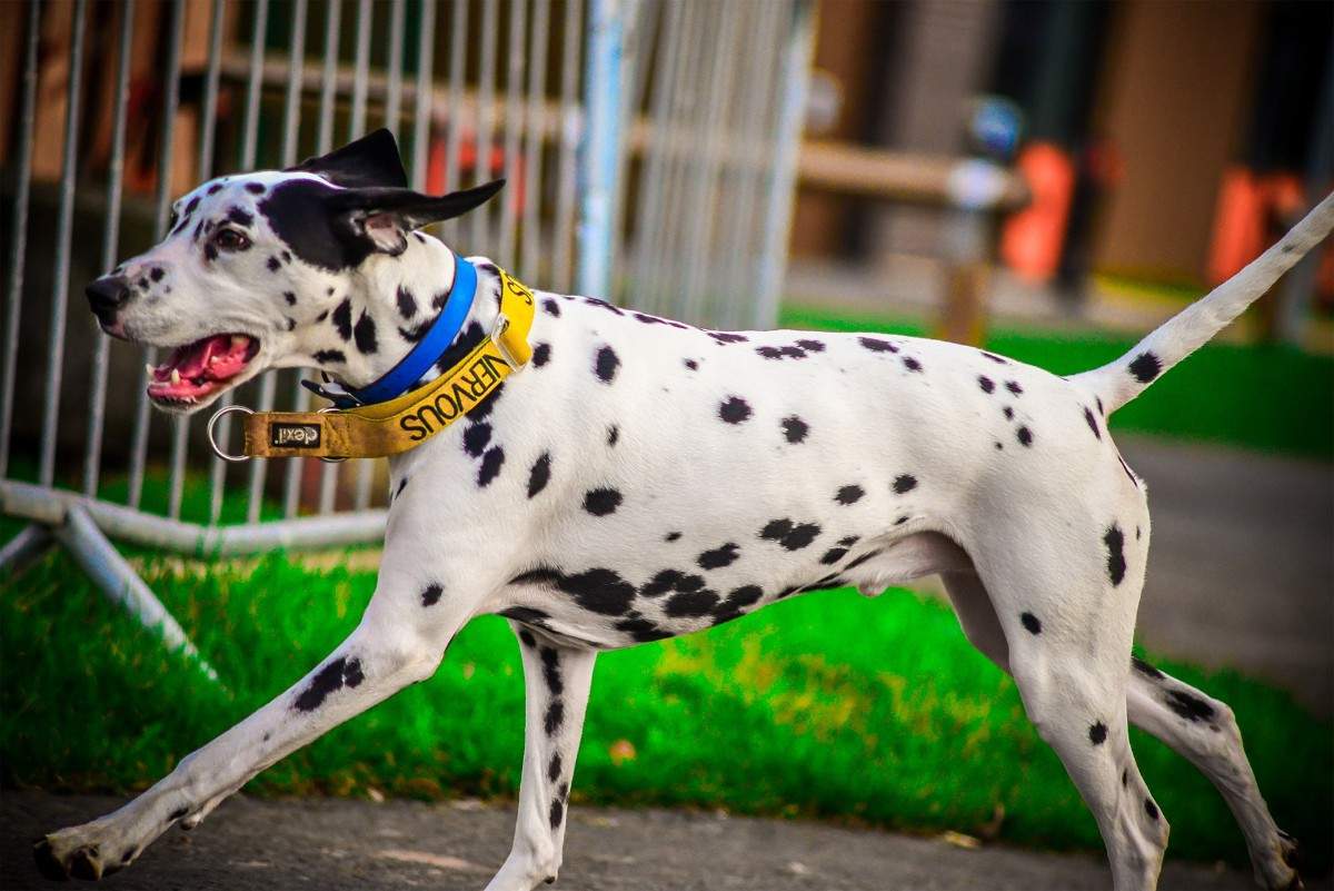 Short-Haired Dog Breeds