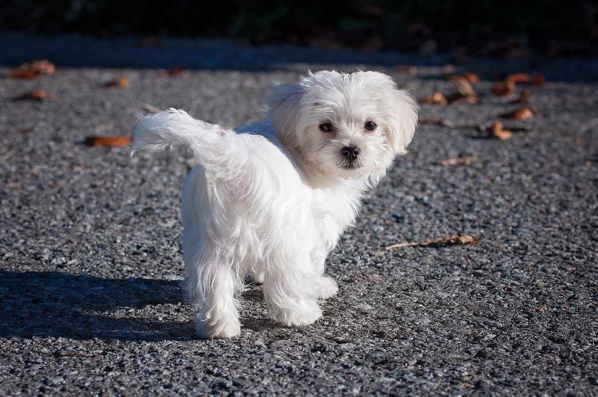 Small Fluffy Dog Breeds