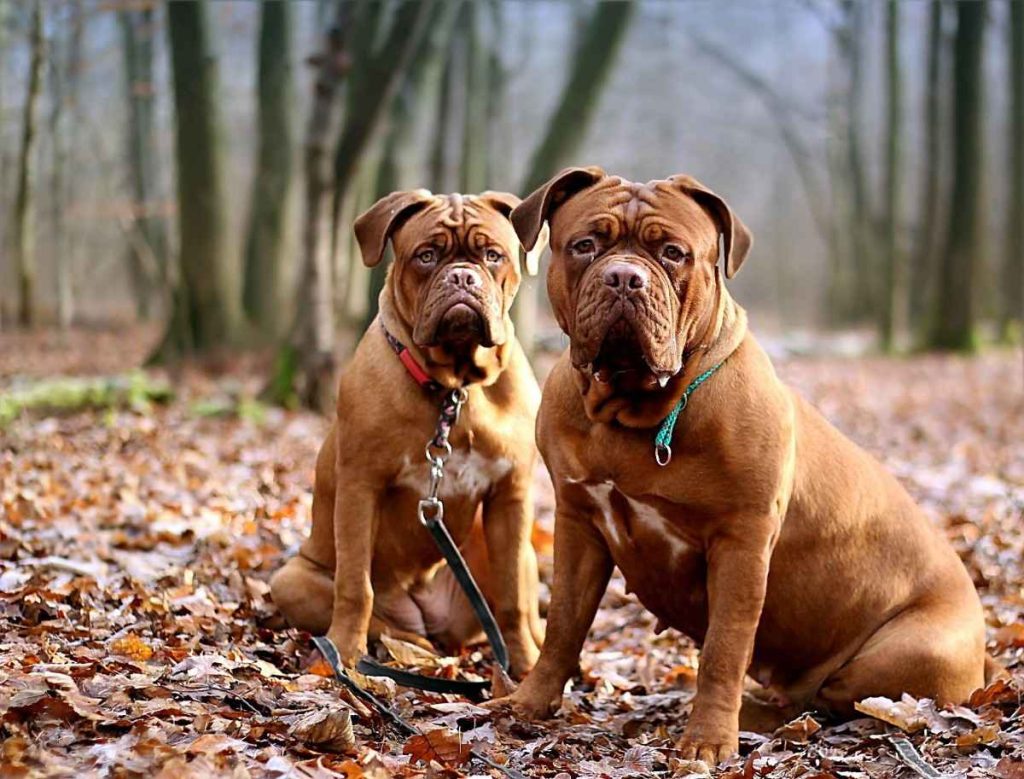 Wrinkly Dog Breeds