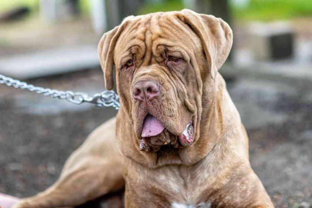 Wrinkly Dog Breeds