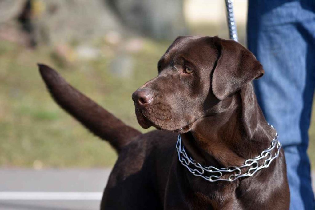 Short-Haired Dog Breeds