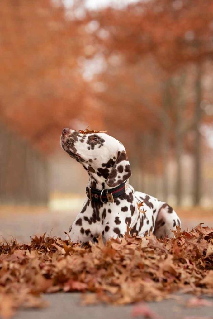 Short-Haired Dog Breeds