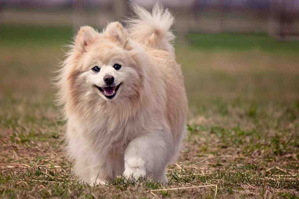 Small Fluffy Dog Breeds