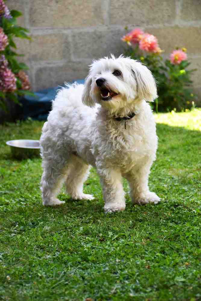 Small Fluffy Dog Breeds