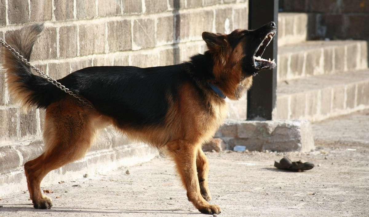 Most Dangerous Dog Breeds