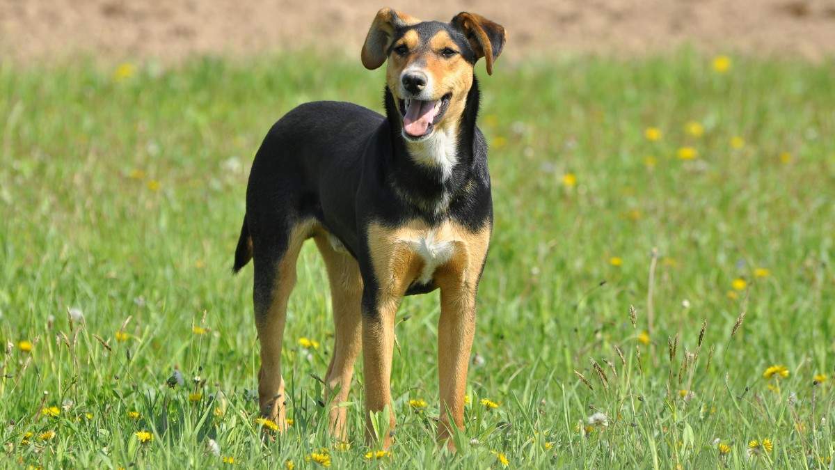 New Zealand Sheep Dog Breeds