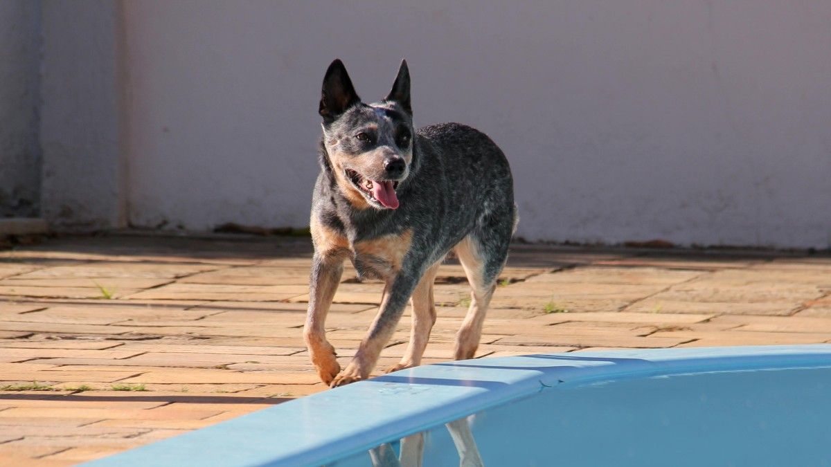 Australian Cattle Dog Mix Breeds