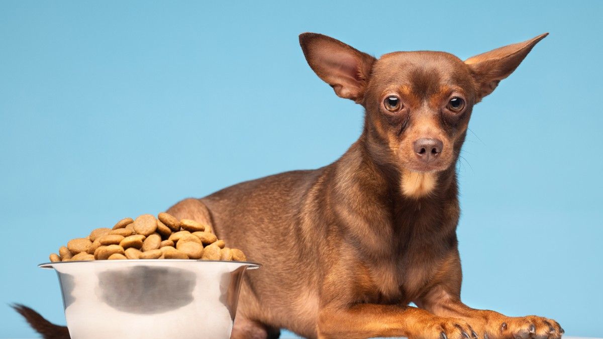 Dog Food for Small Breeds