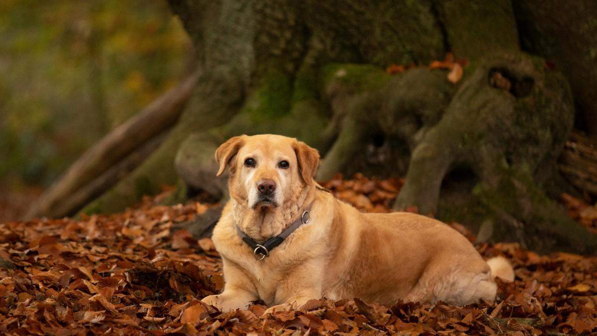 The Most Popular Dog Breeds in Britain