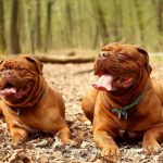 UK’s Banned Dog Breeds