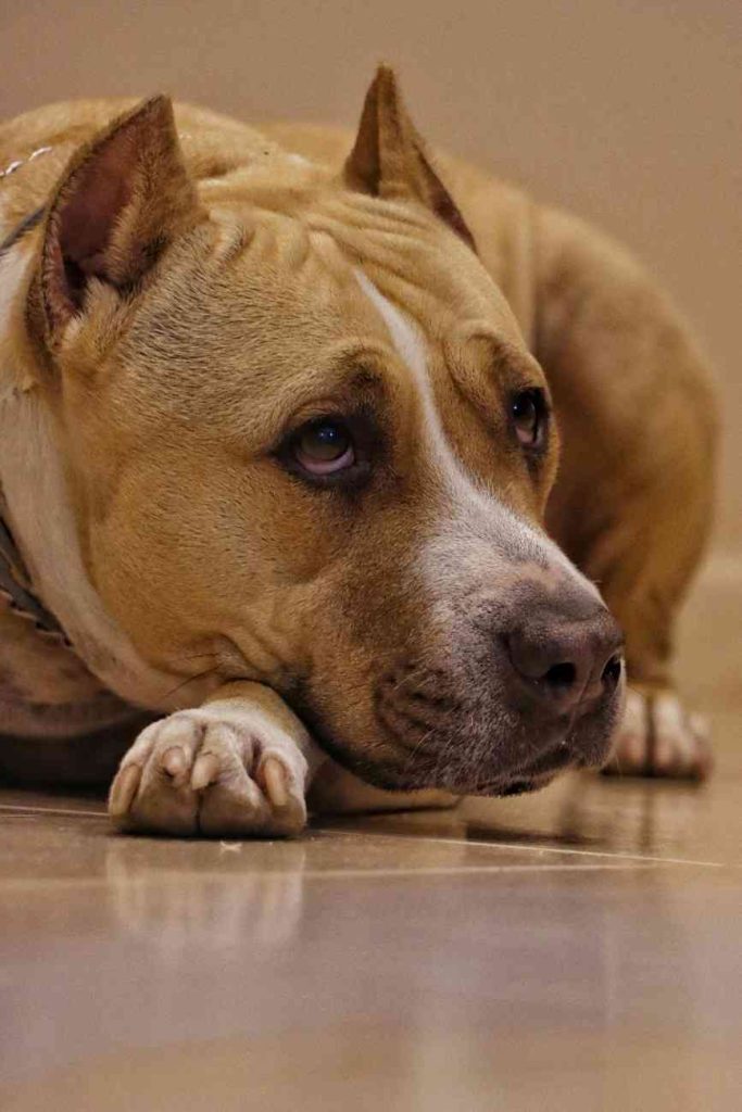 Pit Bull Terrier – The Misunderstood Warrior