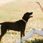 10 Essential Dog Training Tips Every Pet Owner Should Know