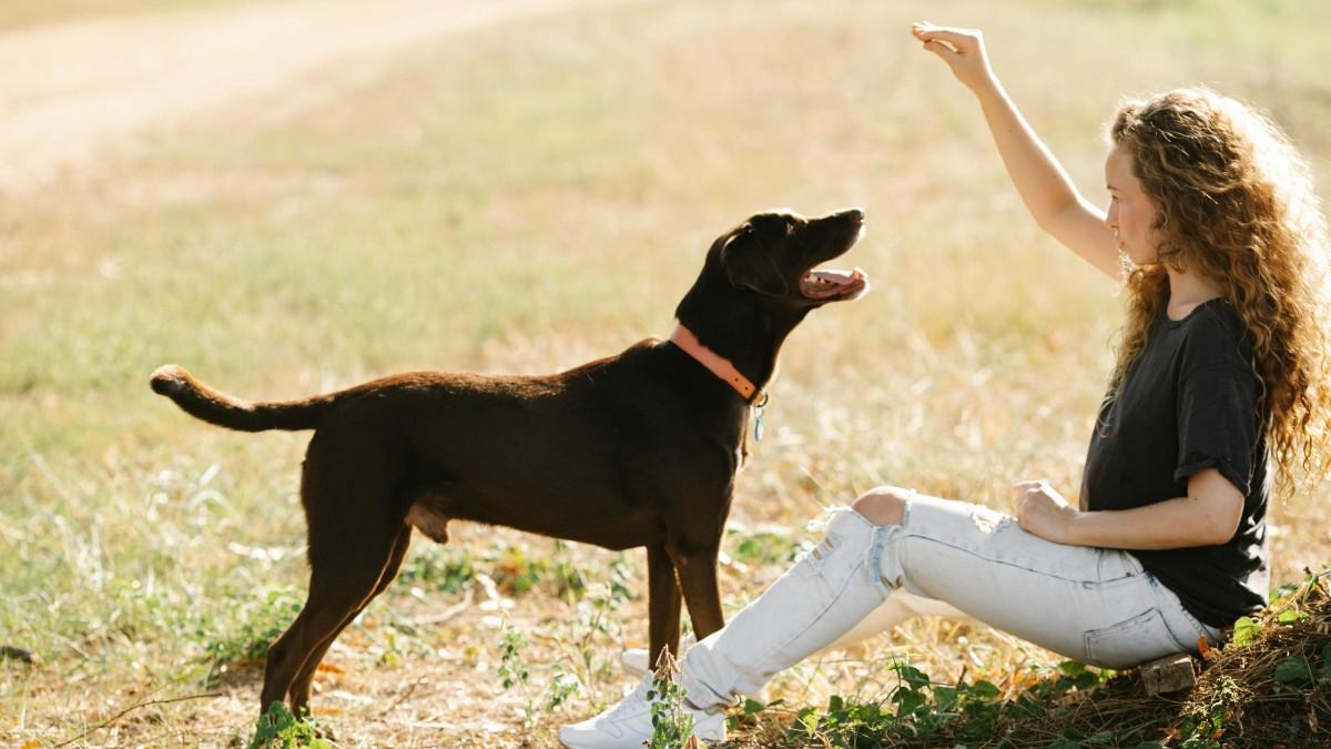 10 Essential Dog Training Tips Every Pet Owner Should Know