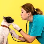 5 Common Health Problems in Dogs and How to Prevent Them