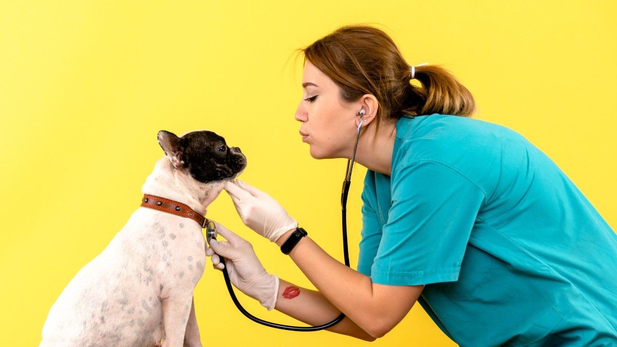 5 Common Health Problems in Dogs and How to Prevent Them