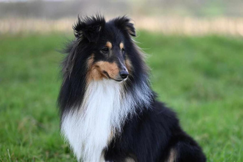 Velcro Dog Breeds