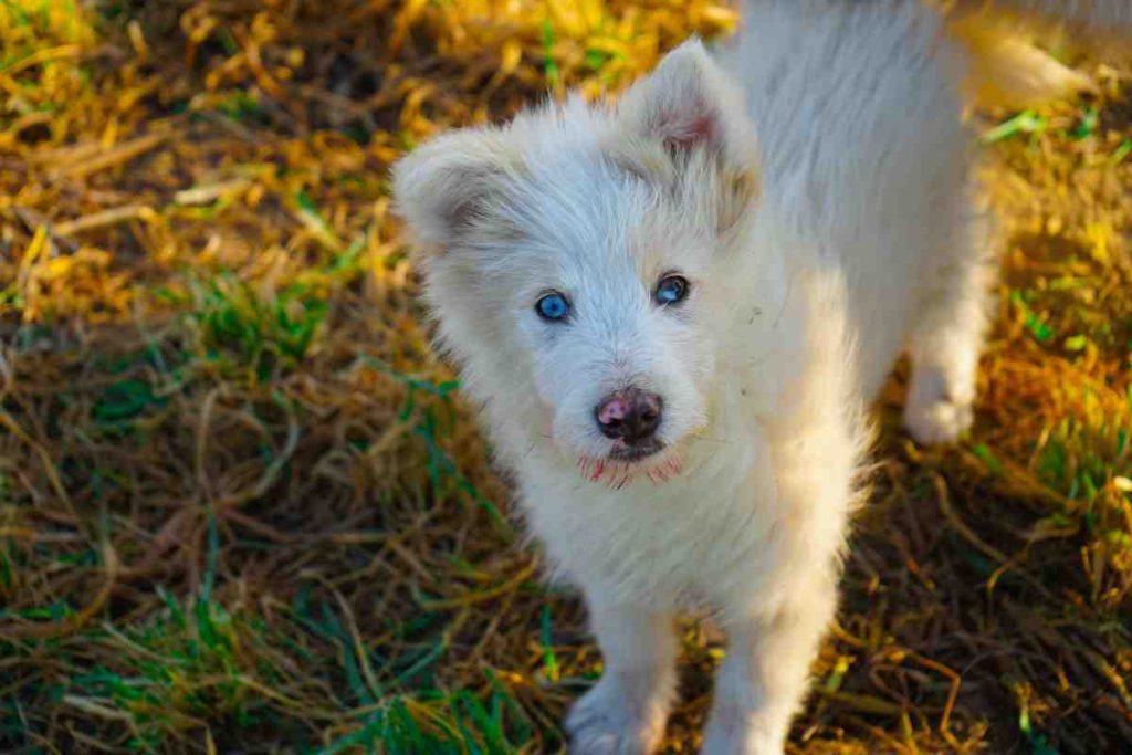 10 Weird Dog Breeds