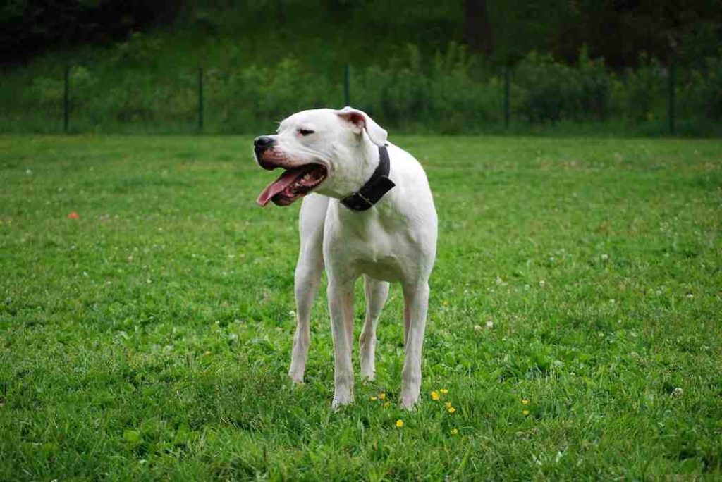 UK’s Banned Dog Breeds