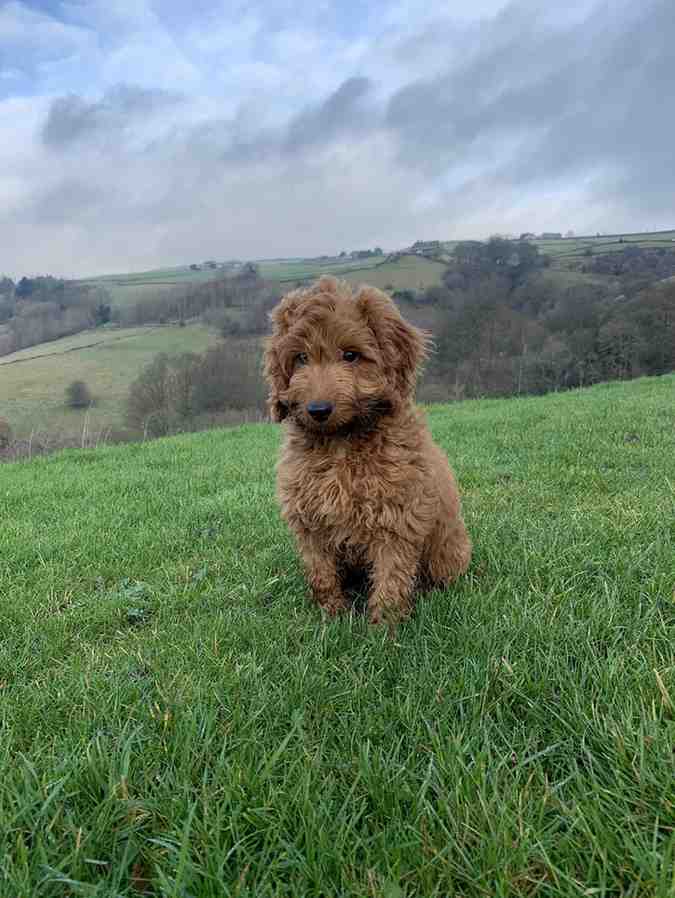 The Most Popular Dog Breeds in Britain