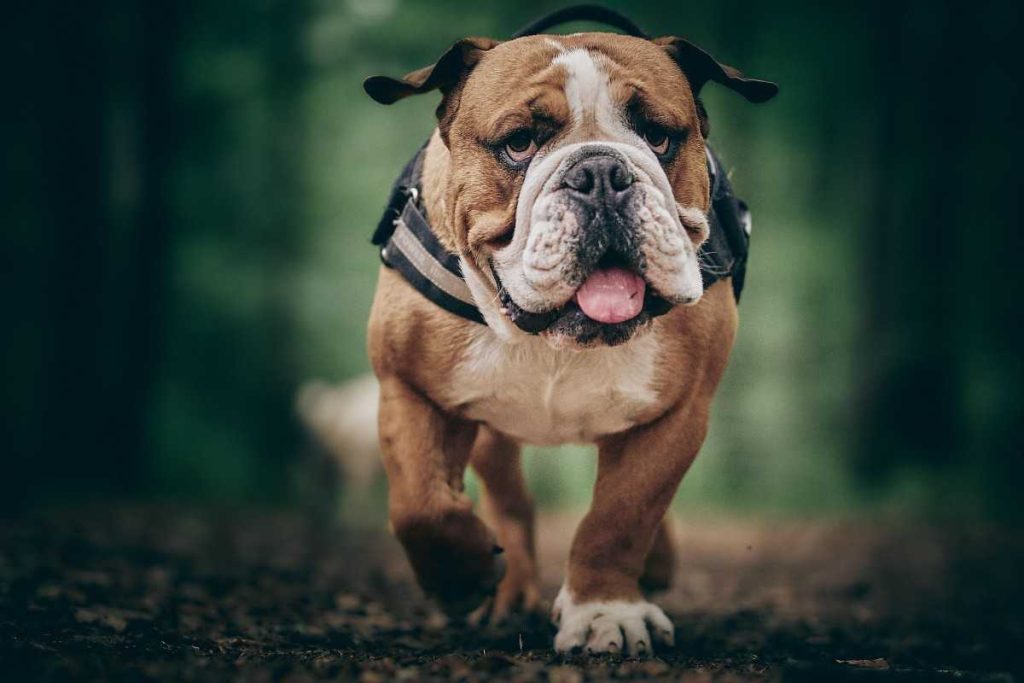 The Most Popular Dog Breeds in Britain