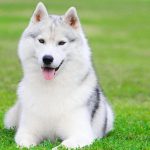 Husky Dog Mix Breeds