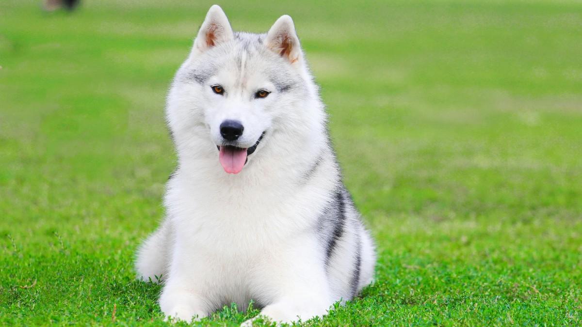 Husky Dog Mix Breeds