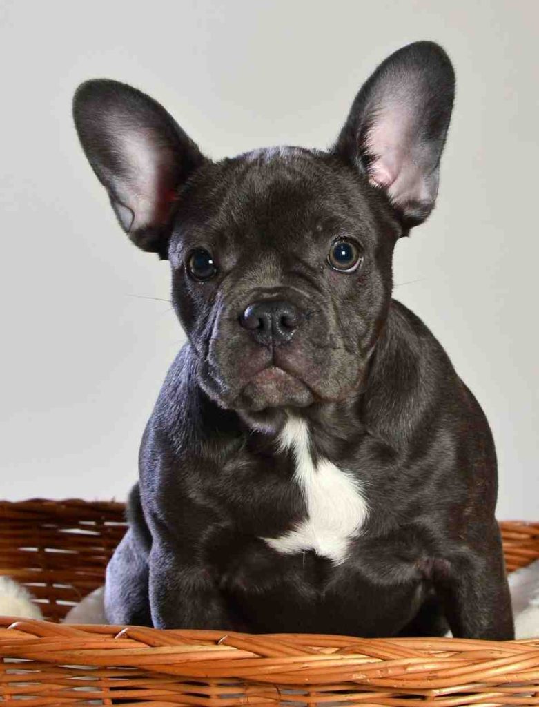 Top 10 Most Popular Dog Breeds in 2023