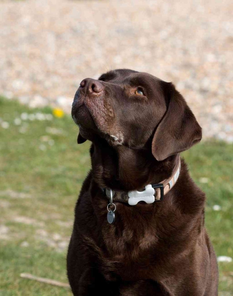 Top 10 Most Popular Dog Breeds in 2023