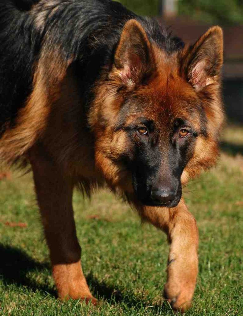 Top 10 Most Popular Dog Breeds in 2023