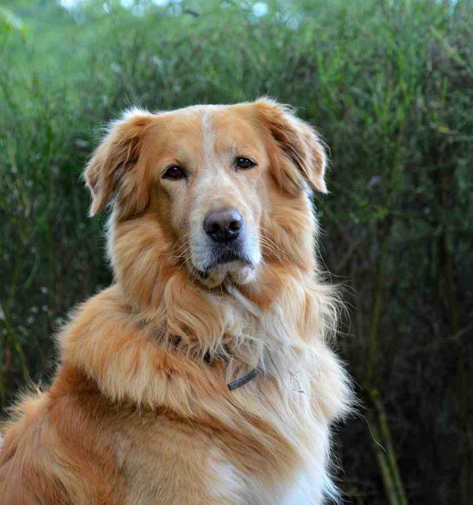 Top 10 Most Popular Dog Breeds in 2023