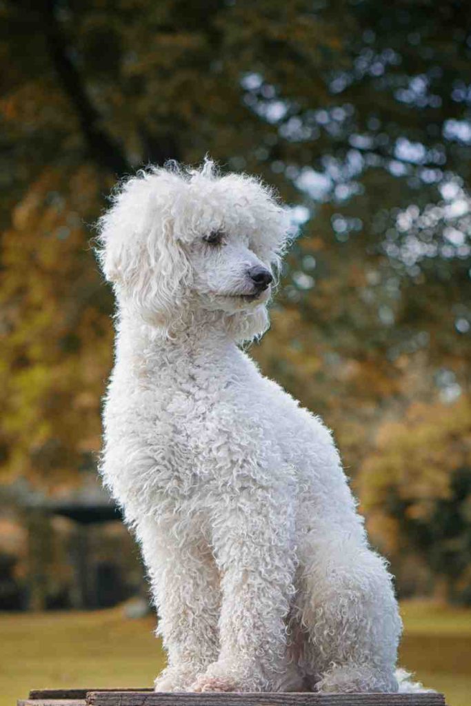 Top 10 Most Popular Dog Breeds in 2023