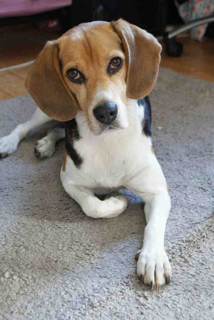 Top 10 Most Popular Dog Breeds in 2023