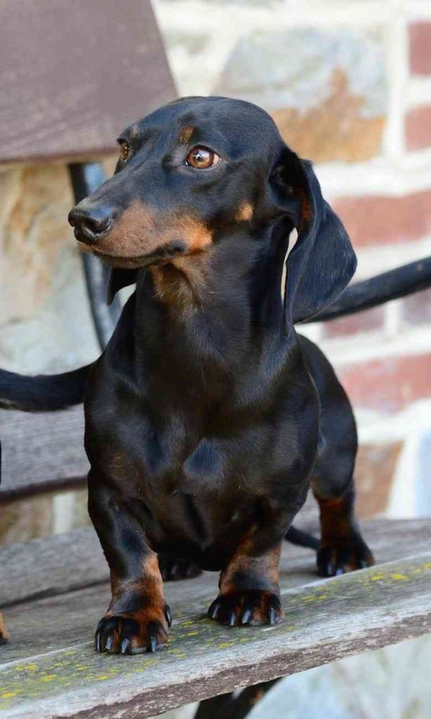 Top 10 Most Popular Dog Breeds in 2023
