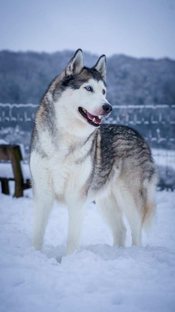 Top 10 Most Popular Dog Breeds in 2023