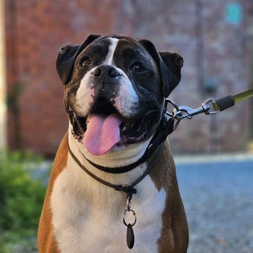 Top 10 Police Dog Breeds