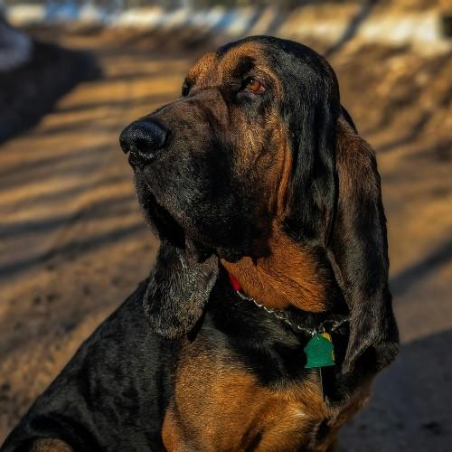 Top 10 Police Dog Breeds